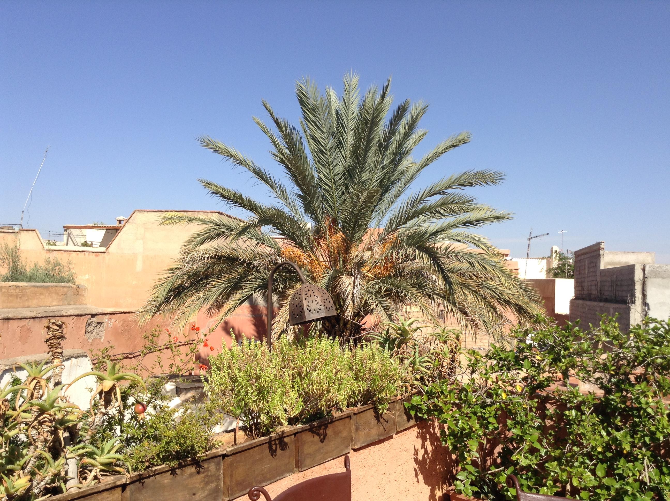 Dar Zemrane Hotel Marrakesh Ngoại thất bức ảnh